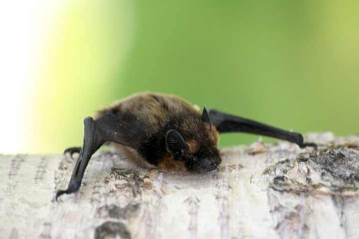 Doporučení pro občany při nálezu netopýra 1 bat