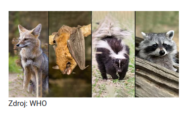 Doporučení pro občany při nálezu netopýra 2 netopyr