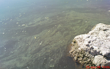 Zhodnocení letní koupací sezóny 2024 ve Zlínském kraji 1 Obrazek4