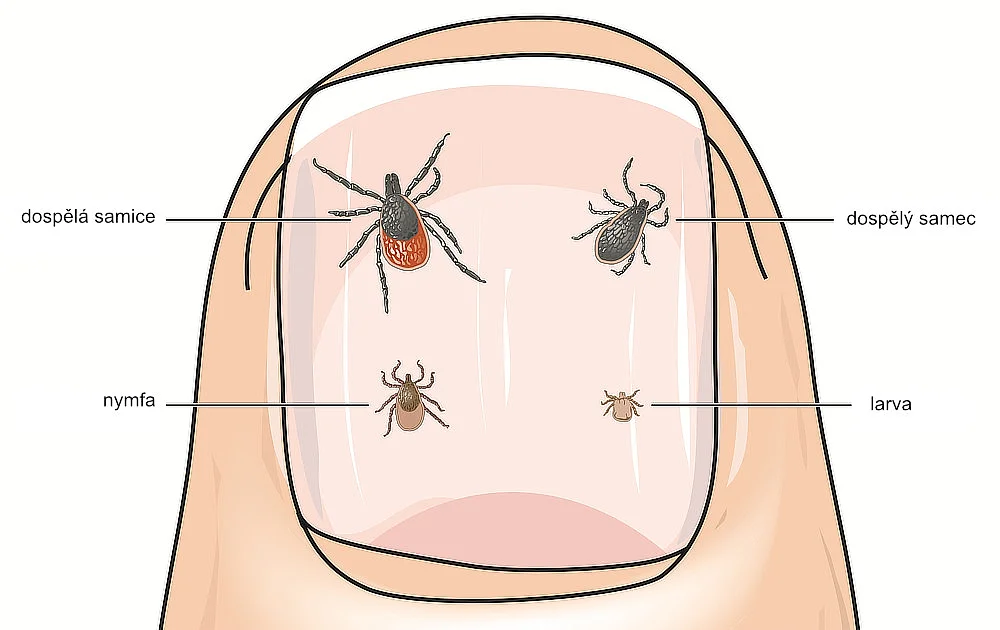 Ochrana před klíšťaty 3 kliste vyvojova stadia min