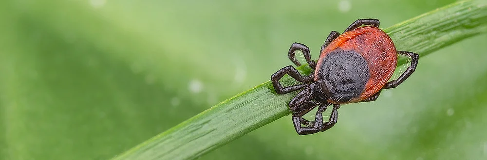 Ochrana před klíšťaty 1 ochrana pred klistaty min